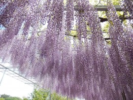 DSCN3176