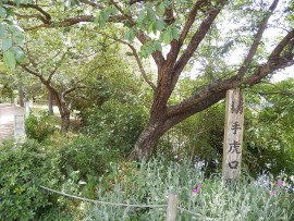 DSCN3376_R