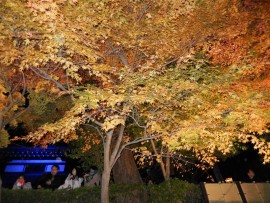 DSCN7506