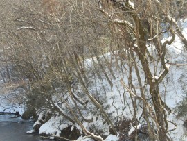 DSCN8275