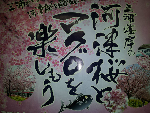 2013.03.10　【三浦海岸の河津桜とマグロを楽しもう】