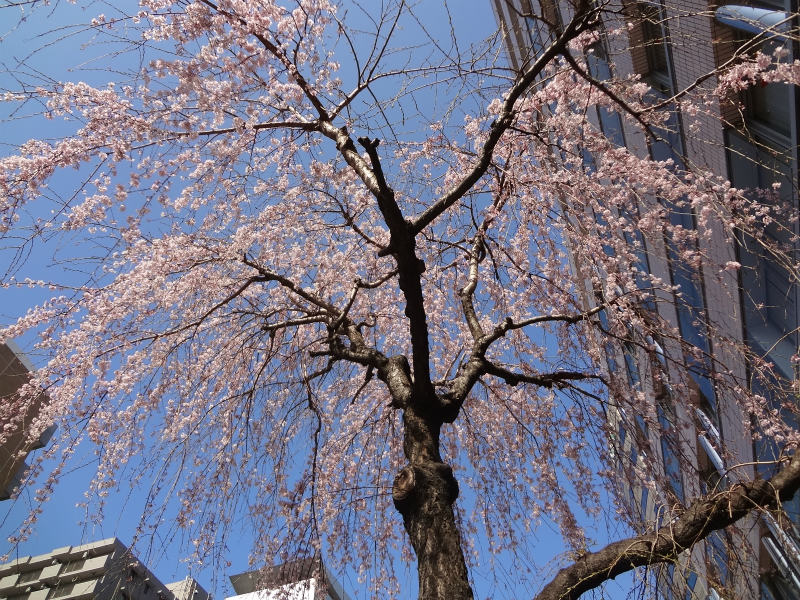 2013.03.16　【東急東横線渋谷地上駅廃止】