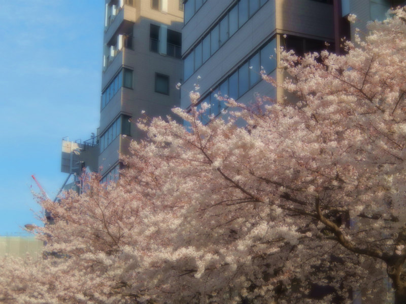 2015.03.29 【明治通り広尾1渋谷橋】