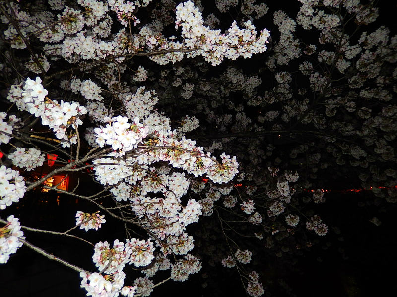 2015.03.30 【目黒川の夜桜】