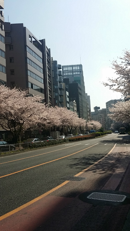 2015.03.31 【明治通り渋谷橋の桜花】