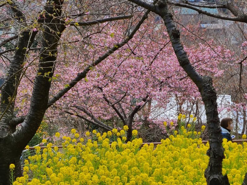 2022.02.23【松田山河津桜山便り】