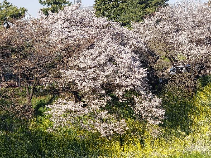 2020.03.25【千鳥ヶ淵・靖国神社・渋谷橋】