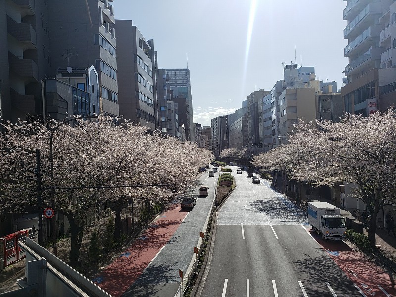 2020.04.02【明治通り渋谷橋散る桜】