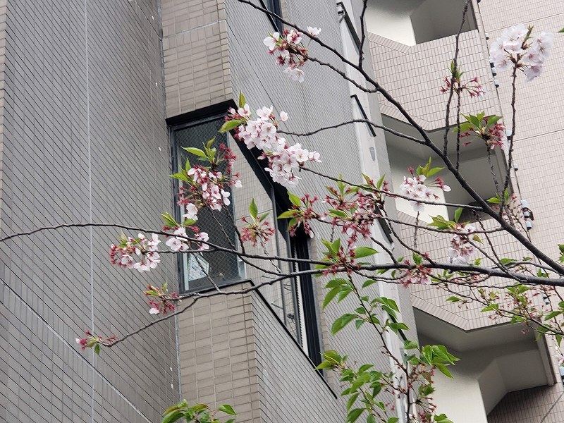 2020.04.17【渋谷橋歩道橋残る桜】