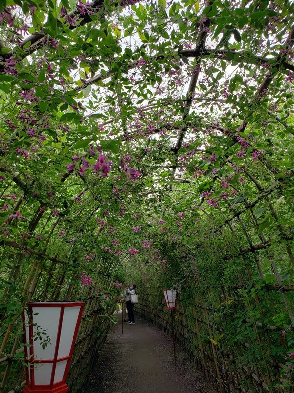 2020.09.29【向島百花園・東白髭公園】