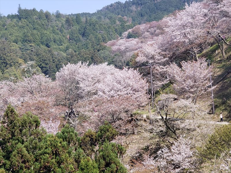 2022.04.10【京都・奈良】