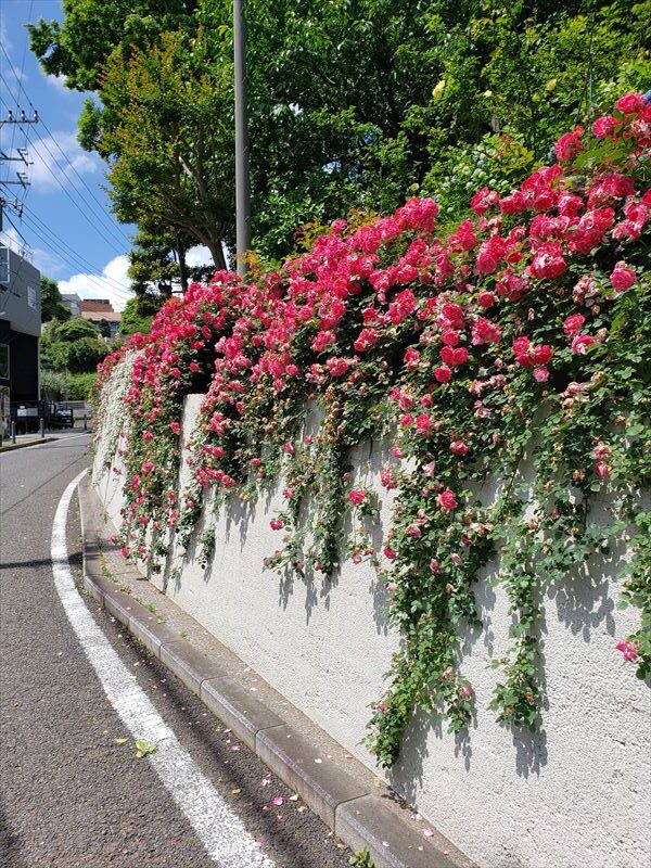 2022.05.22【横浜・薔薇】