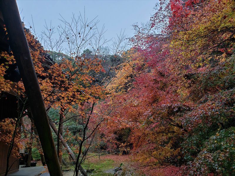 2022.11.28【京都北山の紅葉】