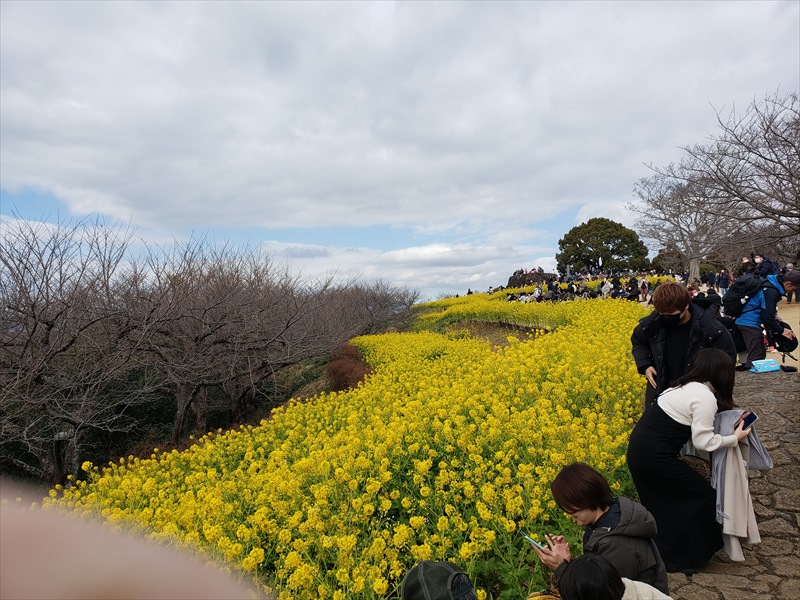 2023.01.29【二ノ宮菜の花・春節】