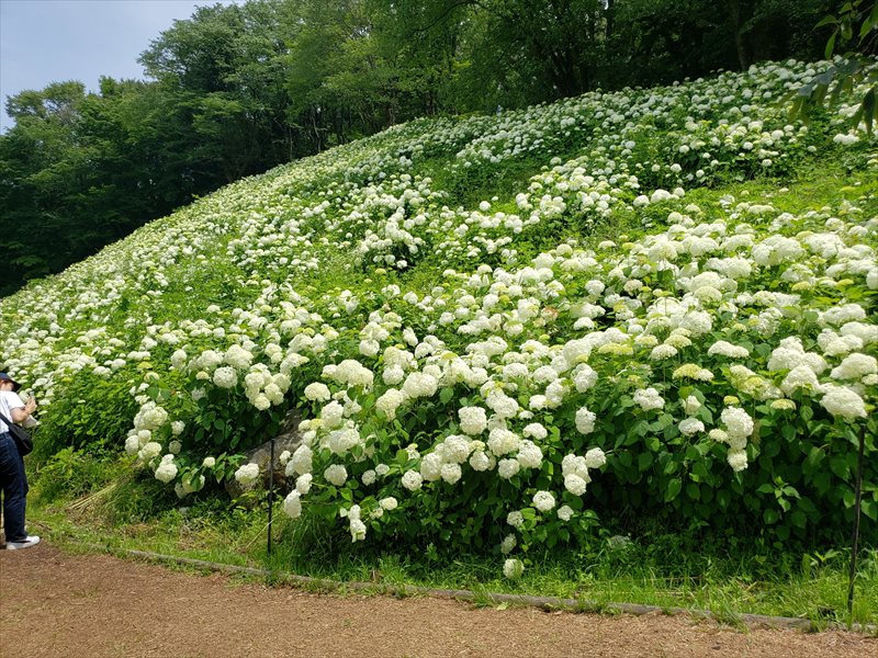 2023.06/18【東京サマーランドのあじさい】