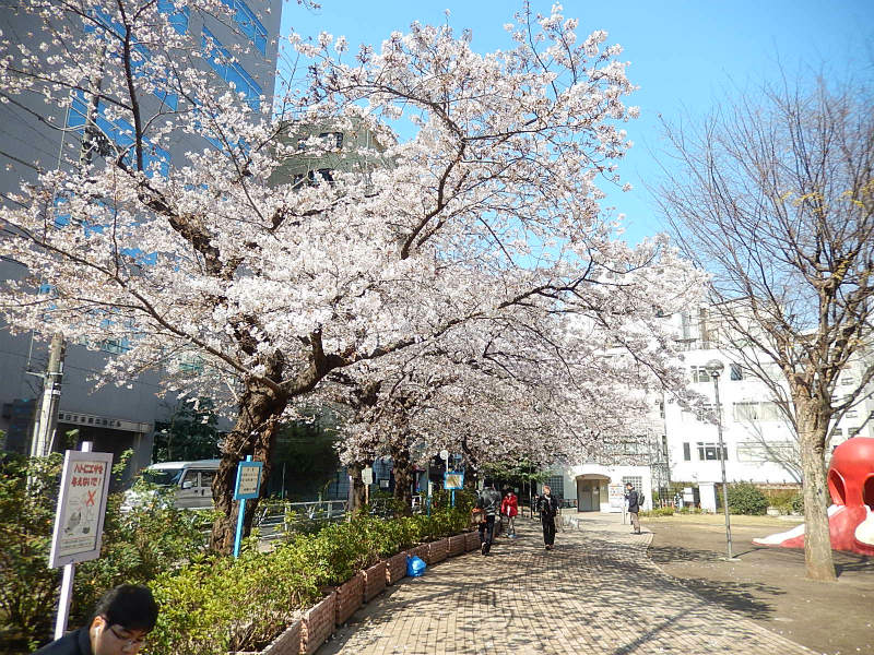 2017.04.04【渋谷橋千鳥ヶ淵の花】